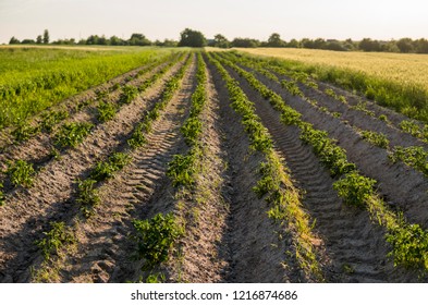 Green field of potato crops in a row. Agriculture. Growing of potato. Organic natural product. - Shutterstock ID 1216874686