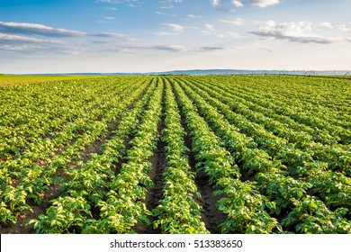 Green Field Of Potato Crops In A Row