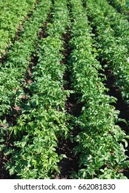 A green field of potatoes growing up - Shutterstock ID 662081830
