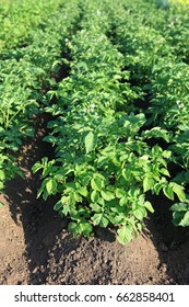 A green field of potatoes growing up - Shutterstock ID 662858401