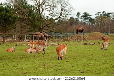 Green field with red lechwe and European bison in a zoo. Animal preservation concept.