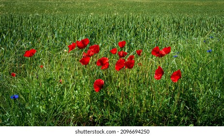 GREEN FIELD WITH RED POPPIES