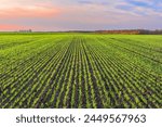 A green field with rows of young wheat sprouts, a row of granaries on the horizon and the sky in sunset colors