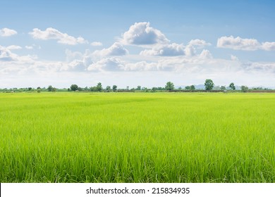 Green field and sky with white clouds.