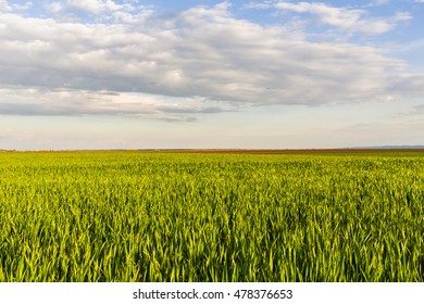 Green Field Sprouting Wheat Stock Photo 478376653 | Shutterstock