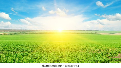 Green Field Of Sugar Beet And Sunrise. Wide Photo.