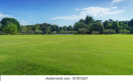 green field with tree in blue sky