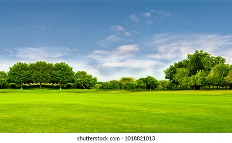 Grünes Feld, Baum und blauer Himmel. Großartig als Hintergrund, Webbanner