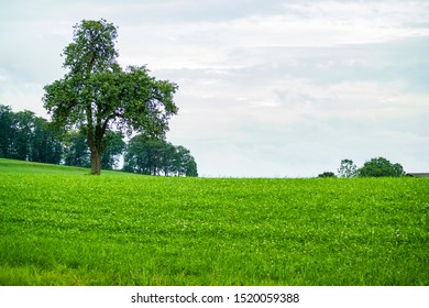 Green Field With Tree On A Cloudy Overcast Summer Day