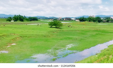 Green Field In The Village. Taken On Mobile Device. Green Field In The Village In Heshan Of Jiangmen, South China's Guangdong Province.