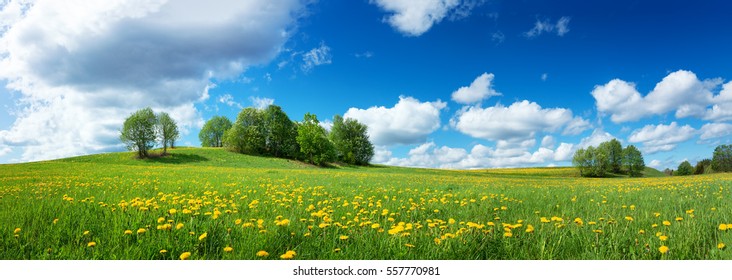 Green field with yellow dandelions and blue sky. Panoramic view to grass and flowers on the hill on sunny spring day - Powered by Shutterstock