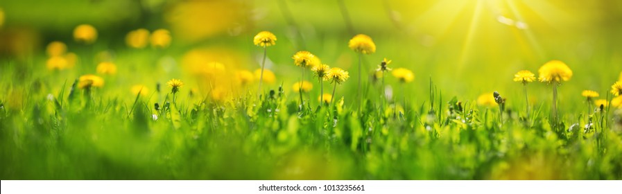 Green field with yellow dandelions. Closeup of yellow spring flowers on the ground
