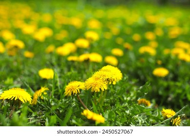 Green field with yellow dandelions. Close-up of yellow spring flowers on the ground, in the rays of the morning sun, dew on the flowers. Medicinal plant. - Powered by Shutterstock