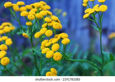 Green Field With Yellow Flowers And Blue Background Behind