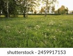 green field, yellow flowers on the green grass, background of green grass, spring park, spring snow, nature, field flowers, golden grass, forest field