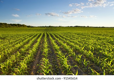 Green field with young corn at sunset