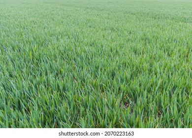 Green Field Of Young Wheat Crops On UK Farmland. Organic Farming Concept, Background, Texture Or Pattern