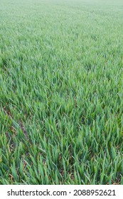 Green Field Of Young Wheat Crops On UK Farm Land. Organic Farming Concept, Background, Texture Or Pattern