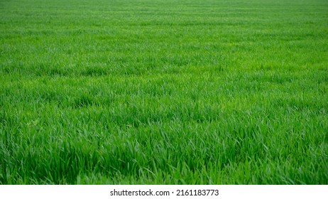 Green field of young wheat. Spring season, April. Web banner.
