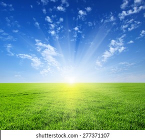 Sunset Sun Field Green Fresh Grass Stock Photo 48796366 | Shutterstock