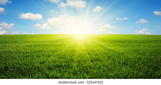 Green Field,blue Sky And Sun. 