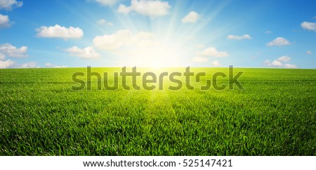 Green field,blue sky and sun. 