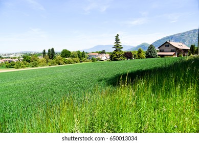Green fields