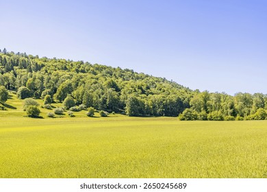 Green fields by a deciduous forest on a hill a sunny summer day