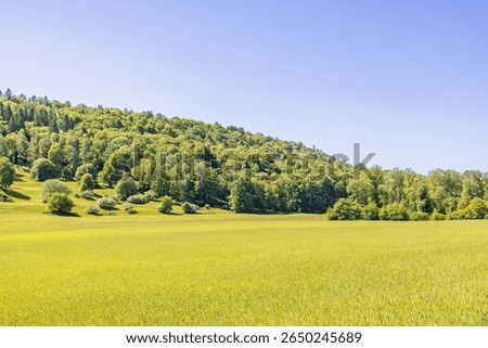 Green fields by a deciduous forest on a hill a sunny summer day