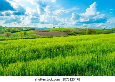 Green Fields, Croatia, Slavonia Region