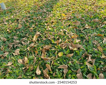 A green field's grass is an expansive stretch of smooth, neatly trimmed greenery. Typically, this grass is meticulously maintained to always look fresh and well-kept, offering a comfortable sensation 