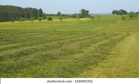 Green fields with grass and hay cut ready to be harvested. Hills in southern Germany not far from the Alps - Powered by Shutterstock