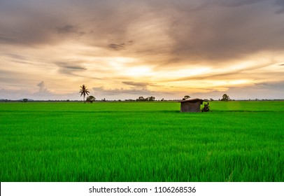 Green fields and hut in the rice paddy field In the twilight the sky is golden.