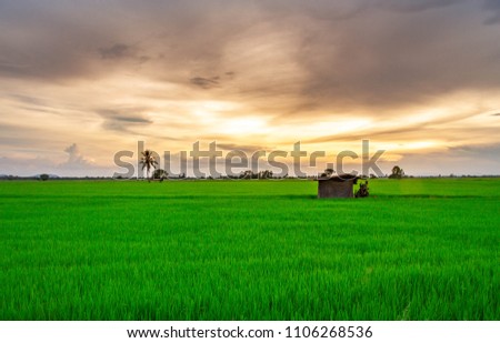 Green fields and hut in the rice paddy field In the twilight the sky is golden.