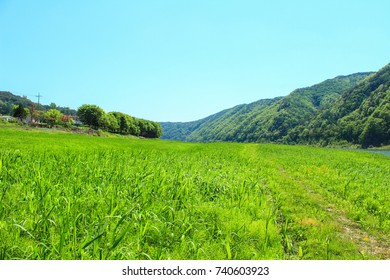 green fields with mountain
