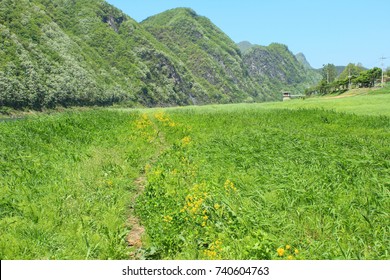 green fields with mountain