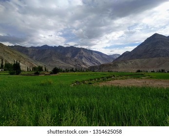 green fields of rice in leh with mountains - Shutterstock ID 1314625058