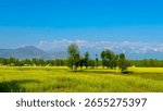 Green Fields and Trees with Mountain Background in Kashmir Wallpaper