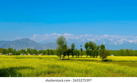 Green Fields and Trees with Mountain Background in Kashmir Wallpaper