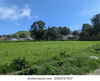Green Fields with trees and mountains