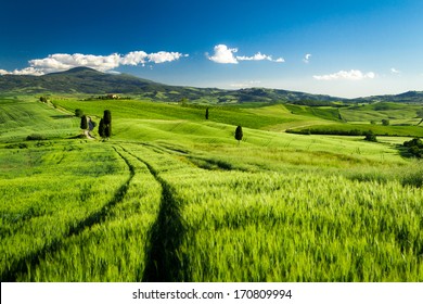 Green Fields Of Wheat In Tuscany, Italy