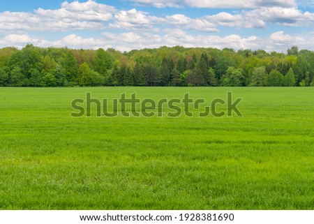 Green fields of winter rye at the edge of the spring forest.