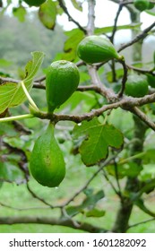 Green Fig Fruits Found In Guatemalan Highlands