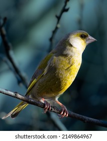 A Green Finch Looking Around
