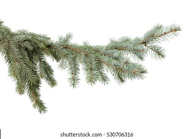 green fir branch for christmas, isolated on white