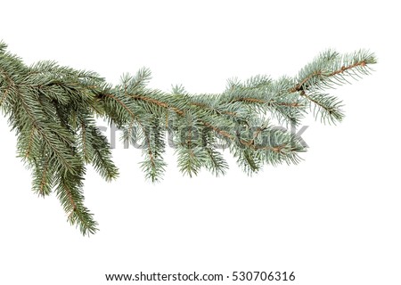 green fir branch for christmas, isolated on white