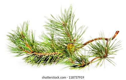 Larch Tamarack Branch Vector Illustration Stock Vector (Royalty Free ...