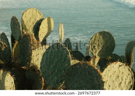 Green flat cactuses pod during sunset golden hour at tourmaline beach san diego california