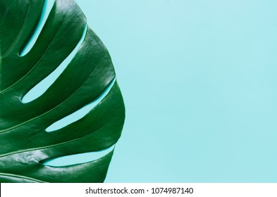 Green flat lay tropical palm leaf on cyan blue background. Room for text, copy, lettering. Stock-foto