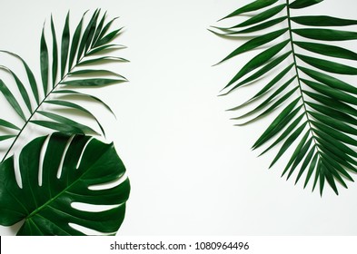 Green Flat Lay Tropical Palm Leaf Branches On White Background. Room For Text, Copy, Lettering.